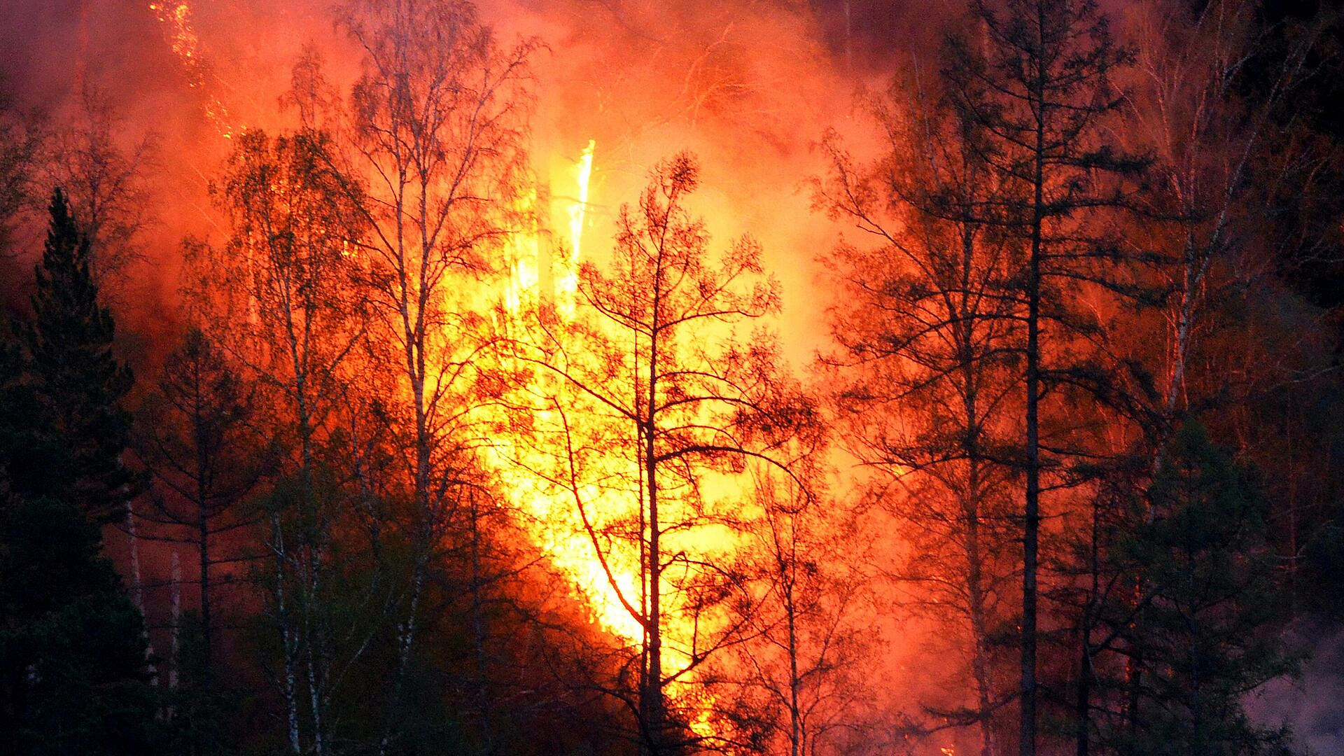 ��������� ������, ����� ������� ������ ������� ����� "��������" � 2025 ����