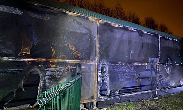 В Белгородской области поймали сбежавшую из горевшего зоопарка зебру