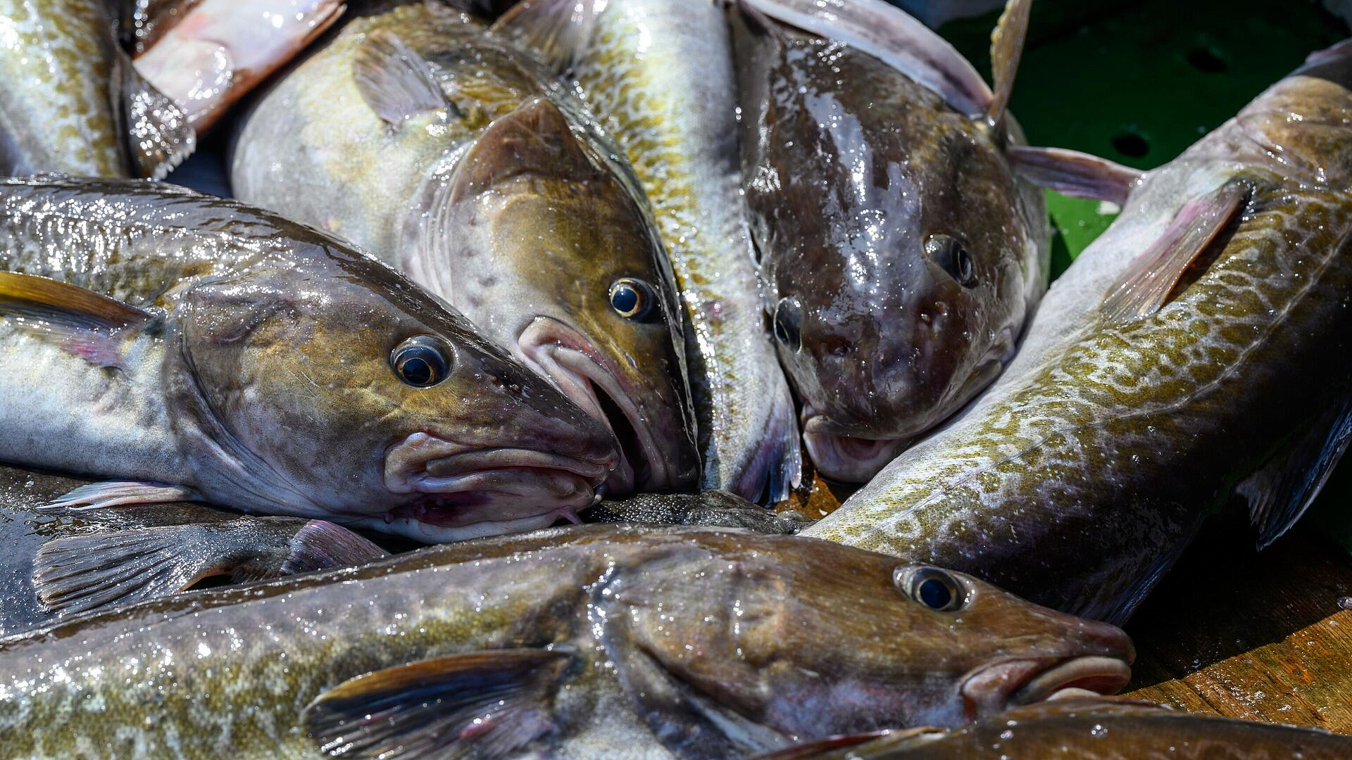 Израиль, Польша и Дания возобновили импорт рыбопродукции с Дальнего Востока