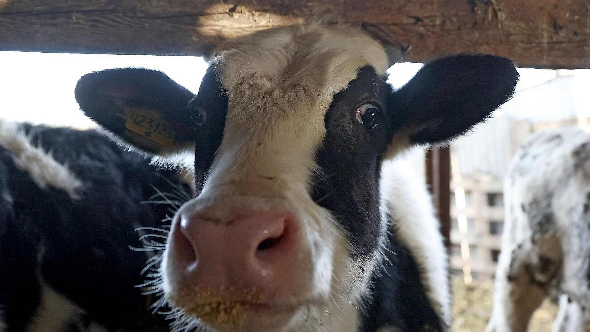 Член-корреспондент РАН рассказал о выходе животноводства на новый уровень