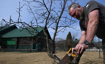 Депутат рассказал, как дачники могут избавиться от старой древесины