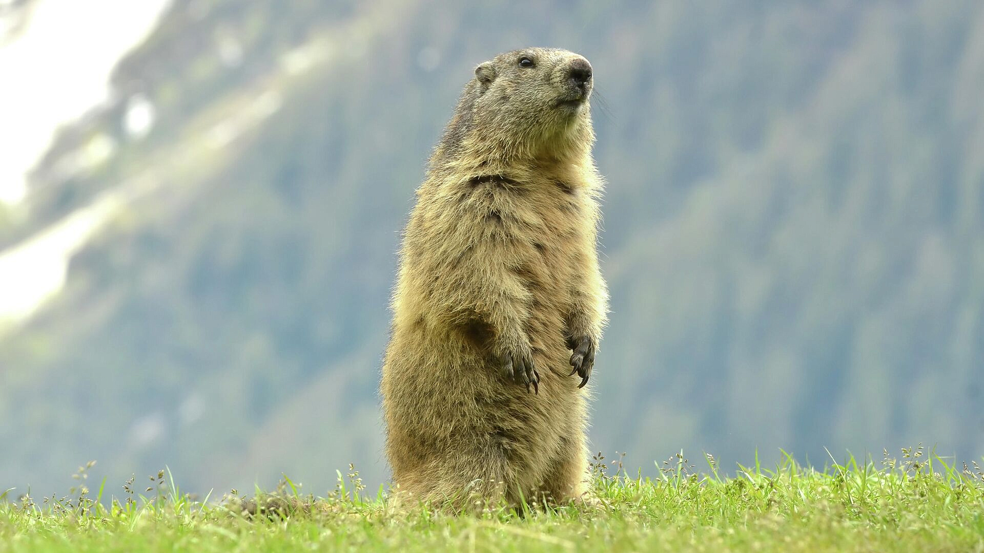 ����� ������ � ������ � ���� �����������, ����� ������ �����