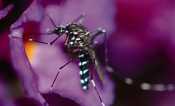 Российский альпинист, помогавший спасателям в Непале, заболел денге