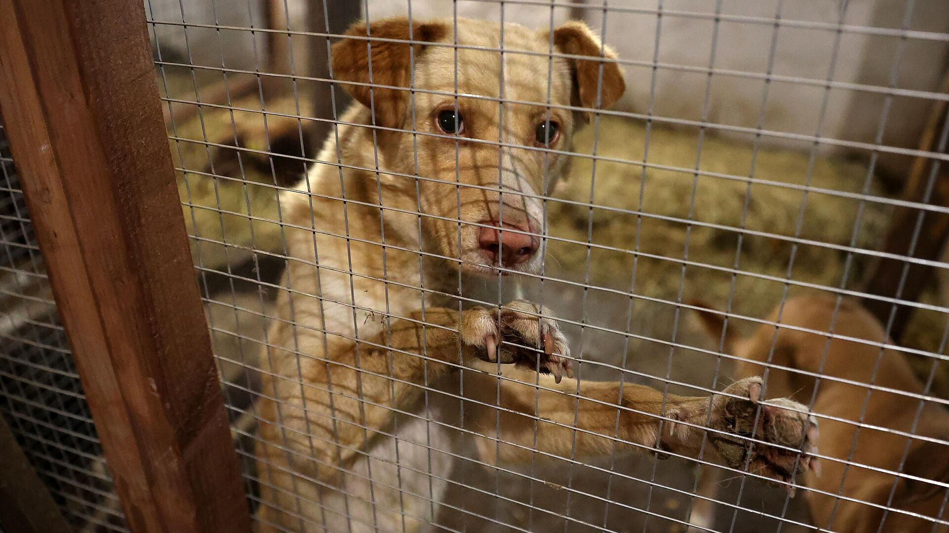 Волонтеры рассказали о запланированном властями Астрахани убийстве собак