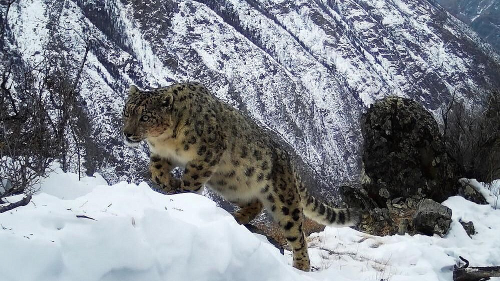 Исчезновение отменяется: крупный бизнес поможет спасти снежного барса