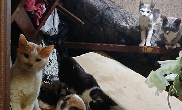 В Москве волонтеры спасли 13 кошек из захламленной квартиры