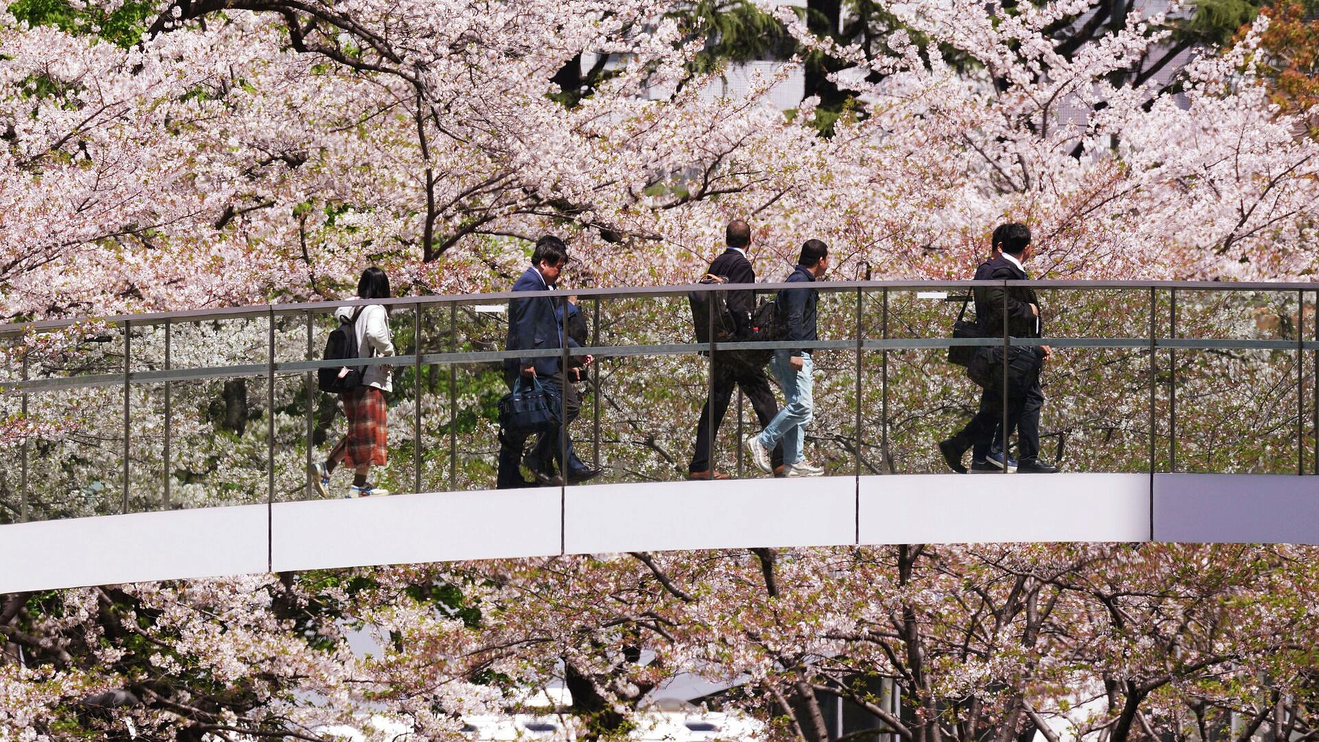 В Токио начался сезон цветения сакуры