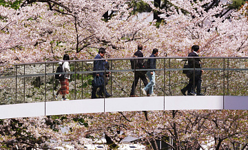 В Токио начался сезон цветения сакуры
