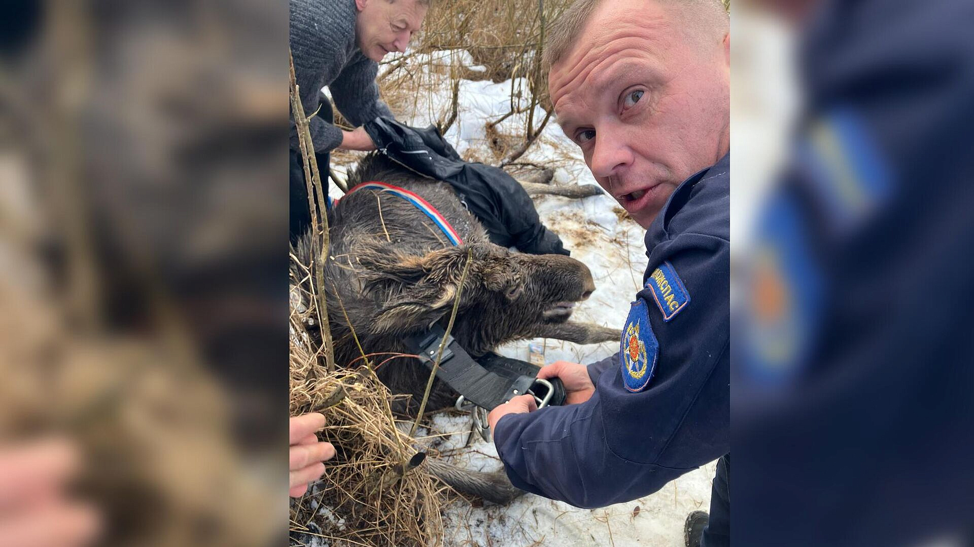 В Подмосковье спасли провалившуюся под лед лосиху