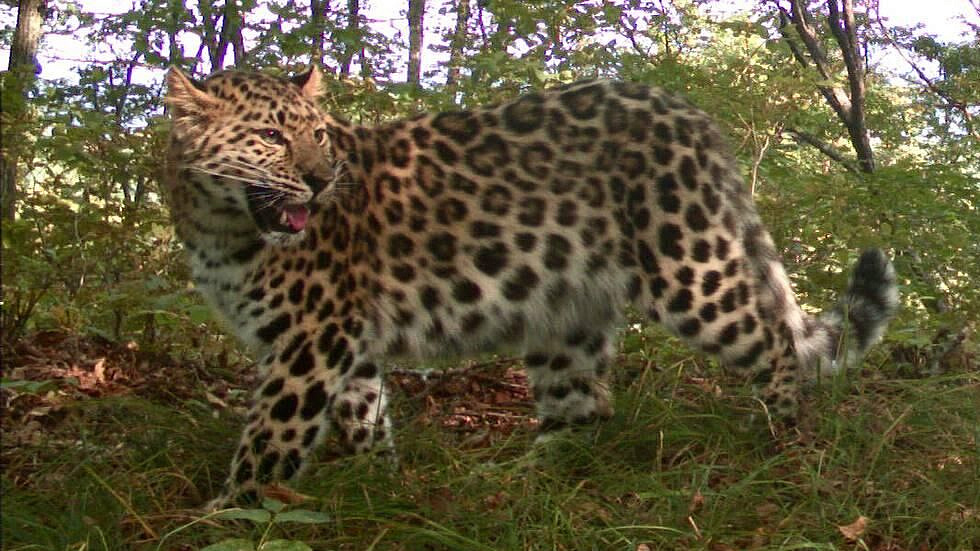 ������� � �������� ������� ���������� ��������