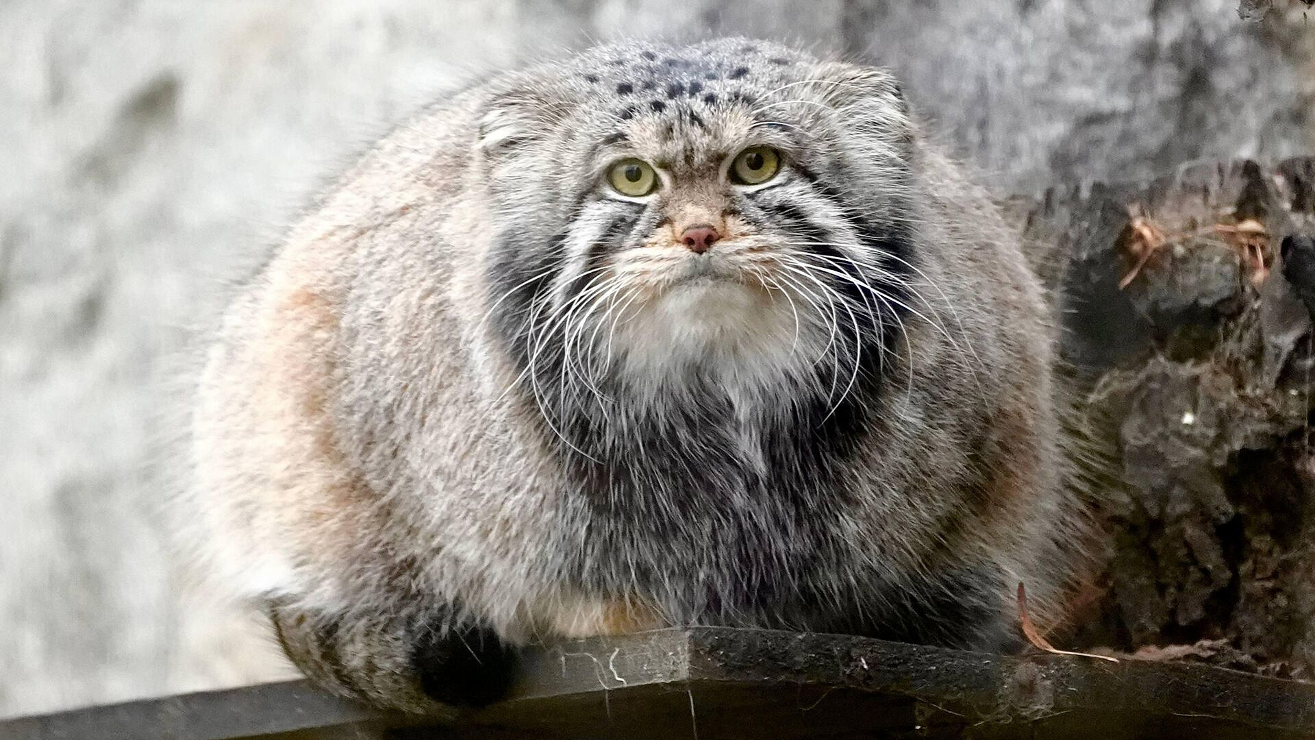 Зоопарк из Франции не сможет выделить невесту манулу Тимофею