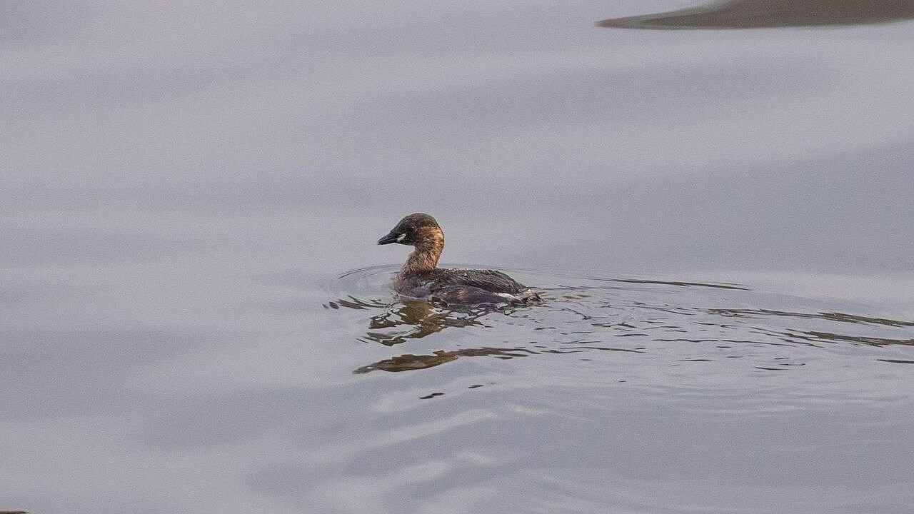 � ����� �������� �������� ������ ��� ������ ������������� �����