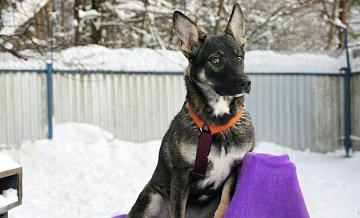 В Москве выбрали имена для двух щенков из городского приюта