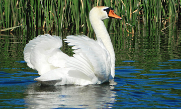 Под Гатчиной задержали охотника, ранившего лебедей-шипунов