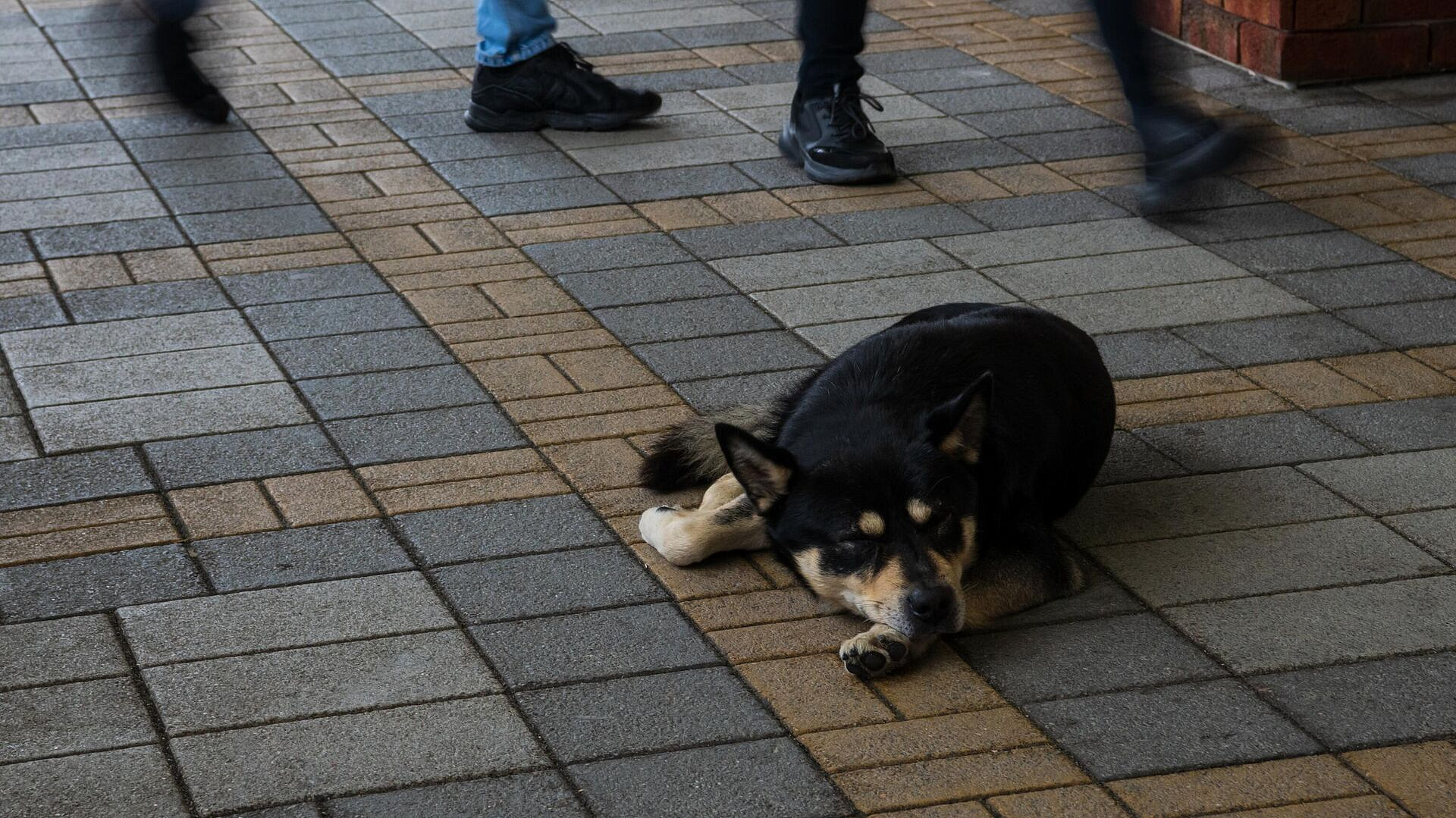 ������� ���������, ������ ������������� ������ ����� �������� ��������