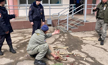 У поликлиники в Арсеньеве нашли раненую косулю