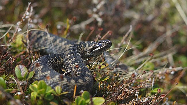 ������� ����������� ������������ � �������