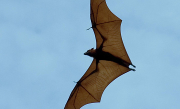 � ��� ���������� � ������������ ������ �����