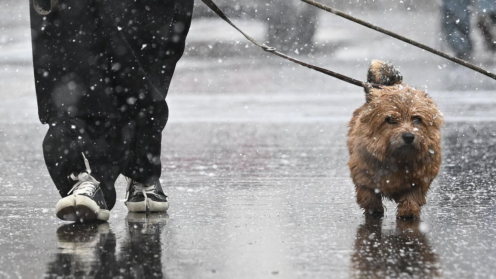Снежный покров сформируется в Москве в пятницу, рассказал синоптик