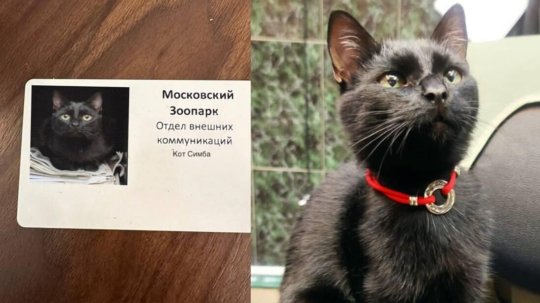 ���� ����� ����� �� ������ � ���������� �������