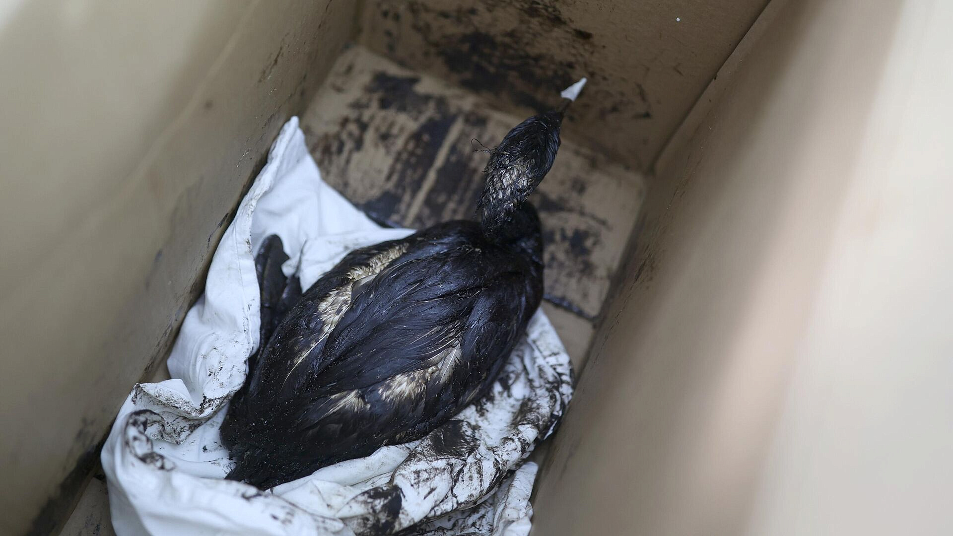 �� ������ ������ ����� ���� ����� ����, ������������ �� ������