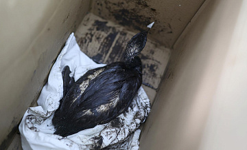 На Кубани спасли около пяти тысяч птиц, пострадавших от мазута