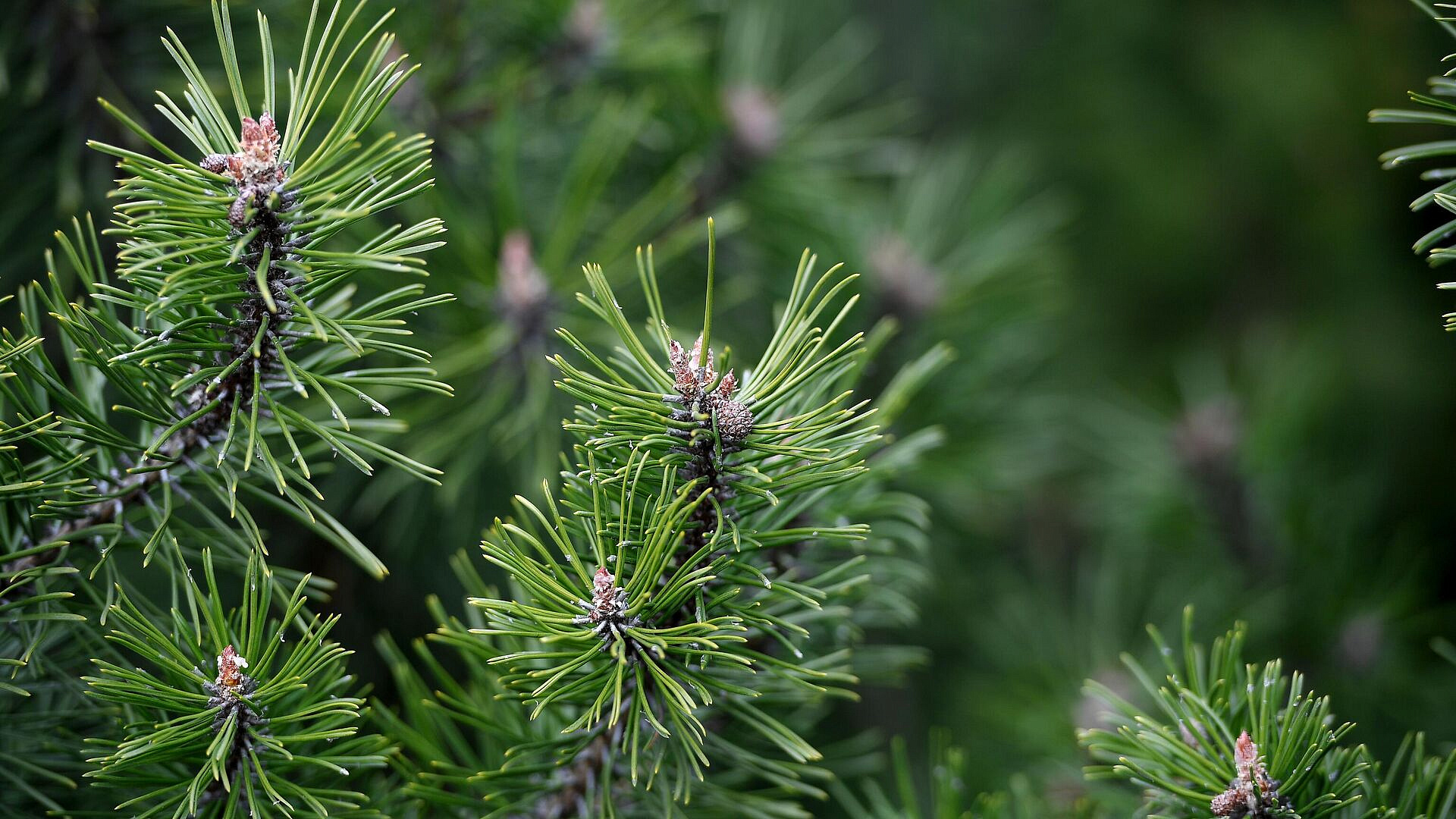 � ��� � 80-����� ������ �������� 450 �������� �����