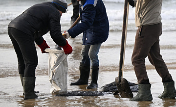 В Анапе начали помогать пострадавшим от выбросов мазута собакам