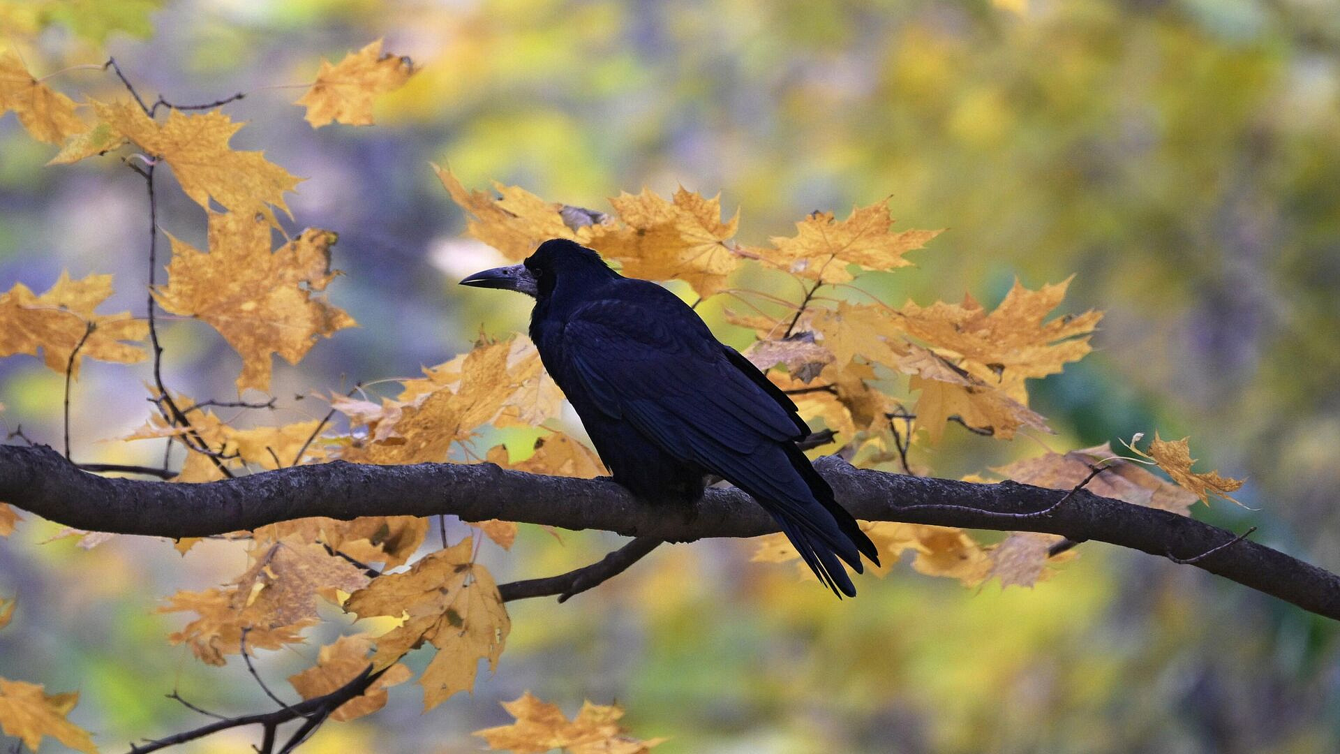 Синоптик рассказал о погоде в Центральной России в октябре