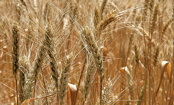 На Ставрополье пожар на пшеничном поле угрожает перейти на жилые дома