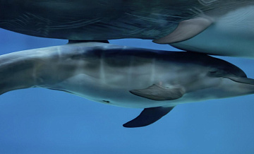 � "�����������" ����������, ��� ������ ������� ������������ �������