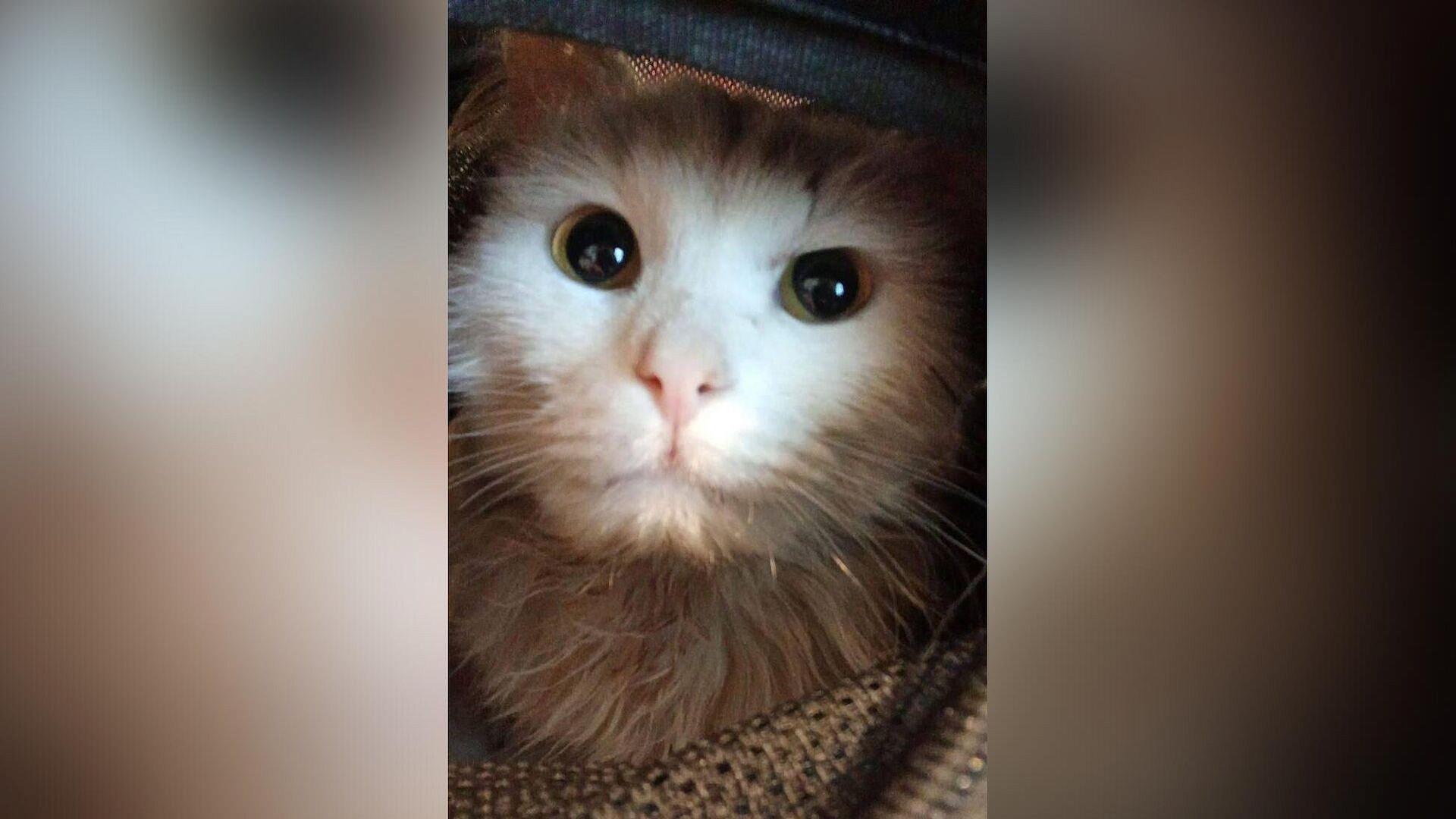 ��������� ���� ������� ���� ������, ���������� ���������� � ������