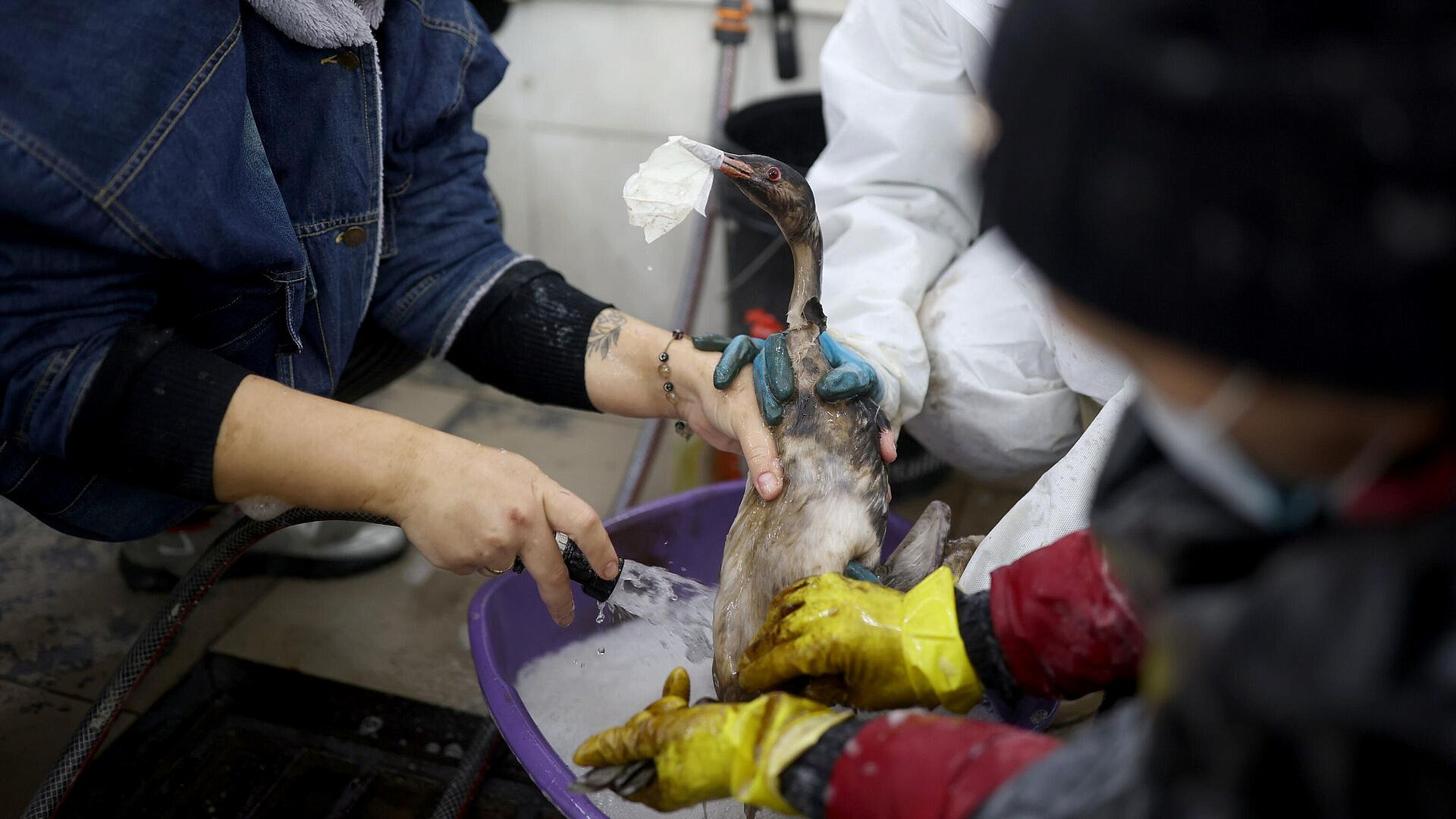 Пострадавших от мазута в Анапе птиц отправили на передержку в Ставрополь