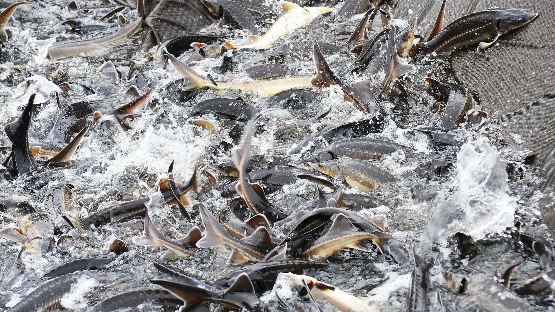 ��� � ���� ������� � ���������� ����� �� ����� ������������� �������