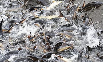 Суд в Югре взыскал с браконьера ущерб за вылов краснокнижных осетров