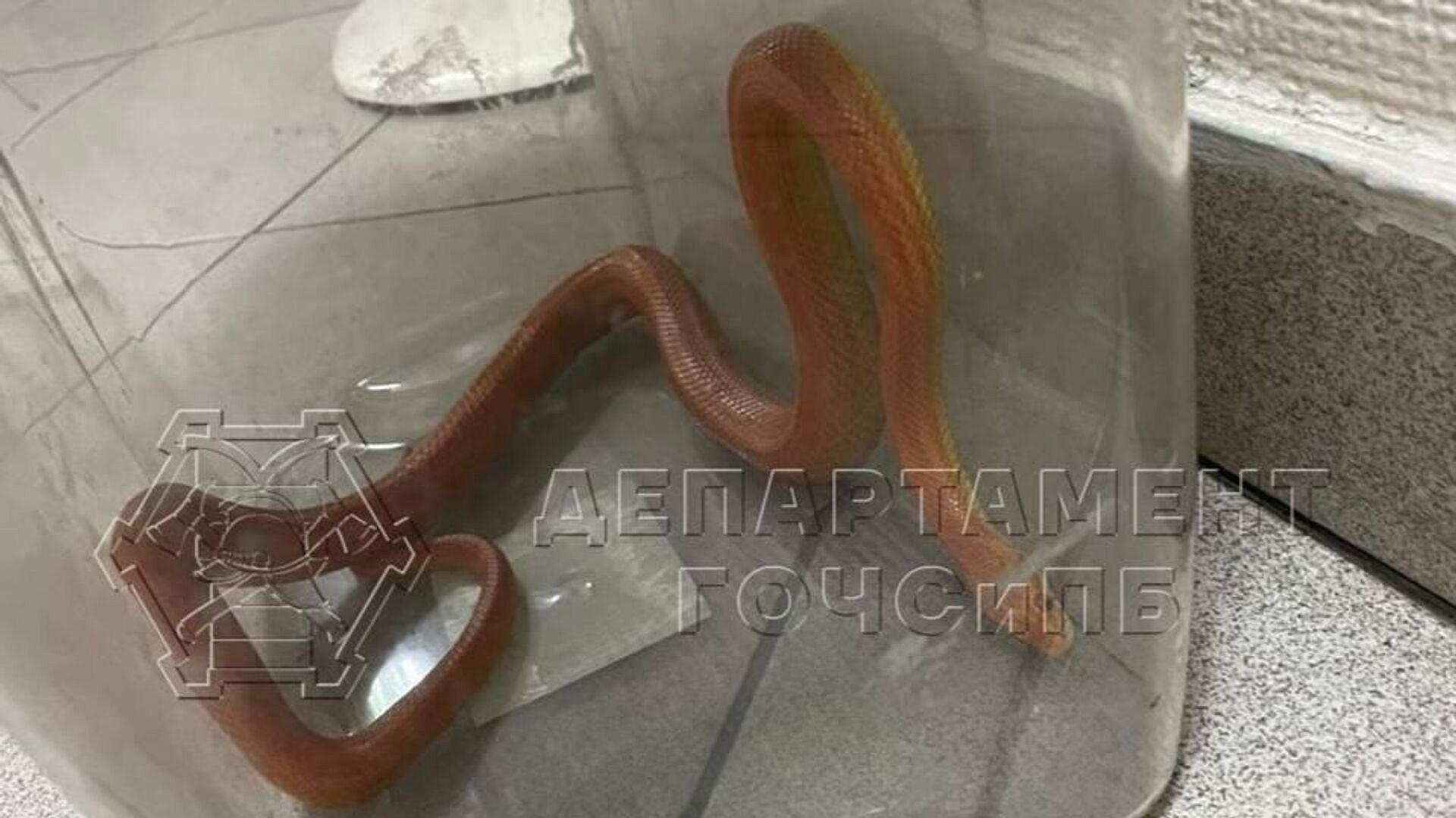 ����, ������������ � ���������� ��������, �������� ������������