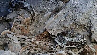 Судьба останков найденного во Франции солдата зависит от ответа властей