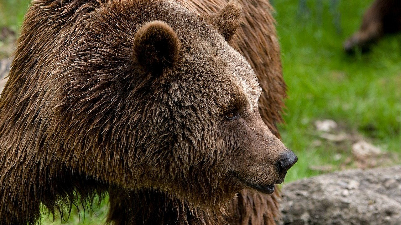 Регулирование численности медведей продолжат в районе нападения на туристку