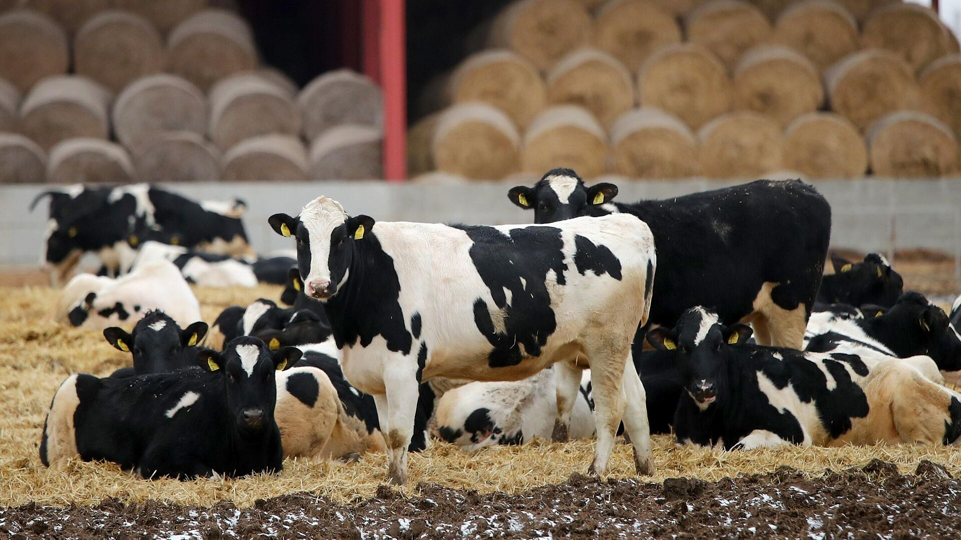 В Омской области продолжают борьбу с пастереллезом