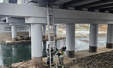 В Подмосковье спасли кошку, упавшую на перекрытия моста