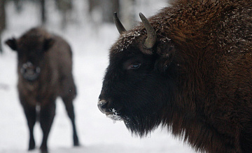 В Польше поезд врезался в стадо зубров