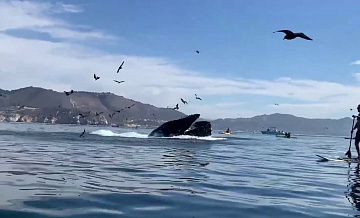 У берегов США взорвался кит