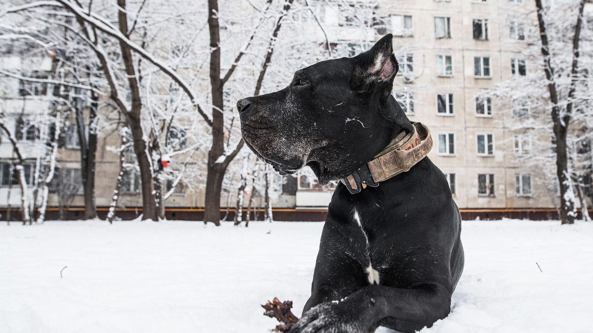 Кинолог призвал не оставлять собак на самовыгуле