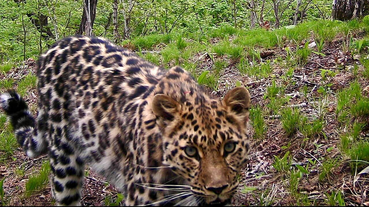 Самка леопарда, находящаяся под опекой Памелы Андерсон, живет на две страны
