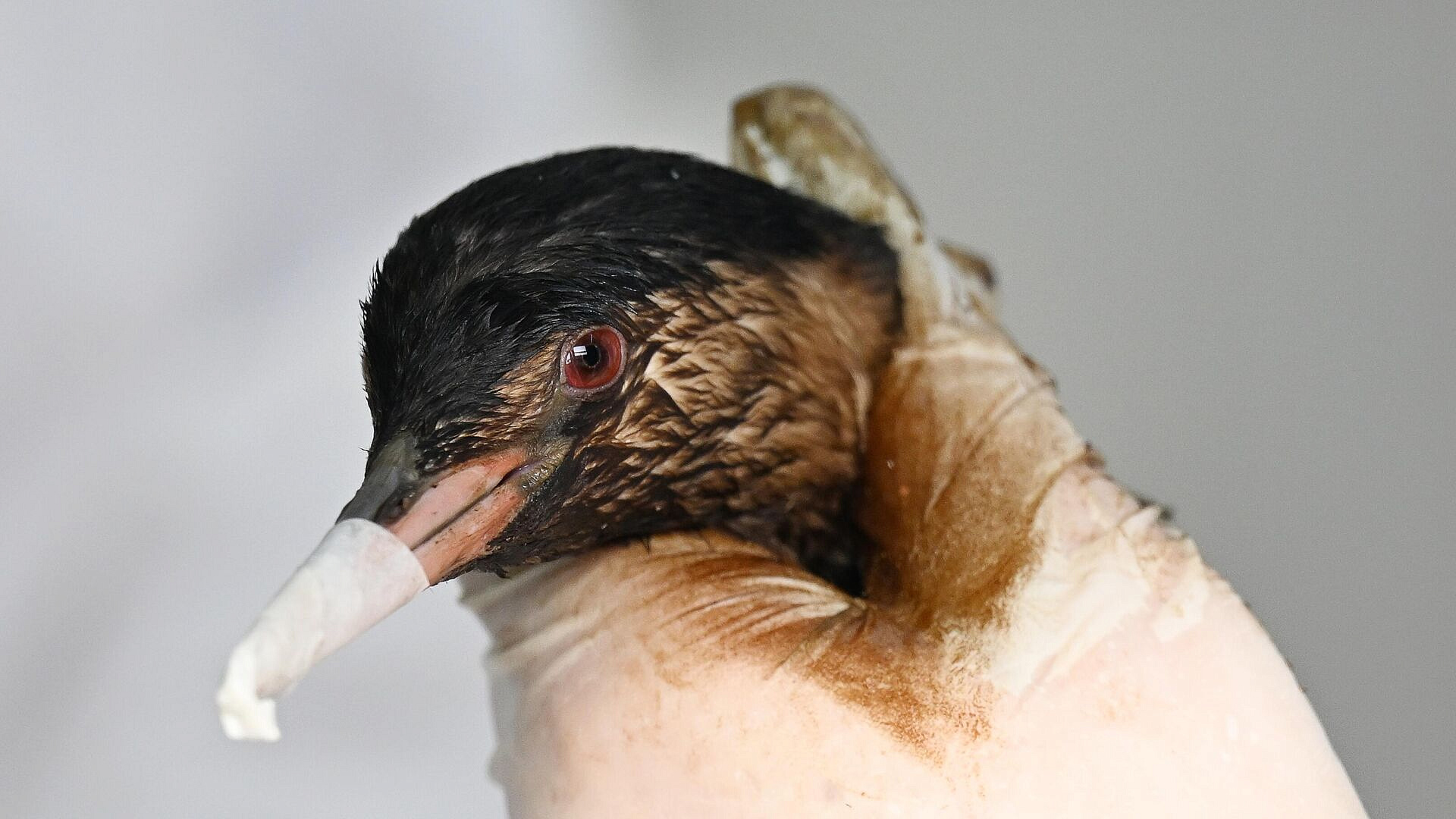 ������� � ������ ���� �� ������� ������������� ����, ������������ �� ������