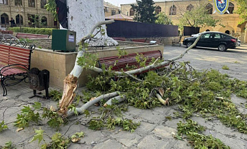 В Дербенте установили личность туристки, погибшей из-за падения дерева
