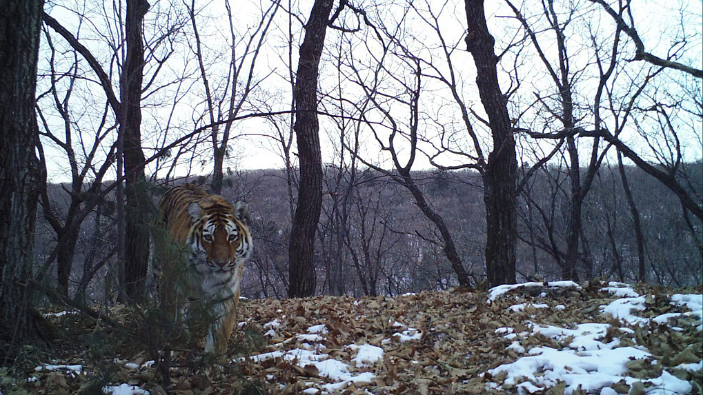 � �������� ��������, �������� ��� ��������� �����, ����� ��� ���������