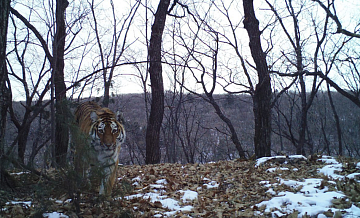 В Приморье лесничий, погибший при нападении тигра, ранее был депутатом