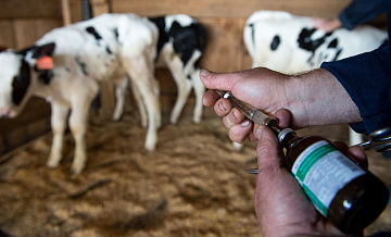 Ветеринар объяснил, чем опасен пастереллез животных