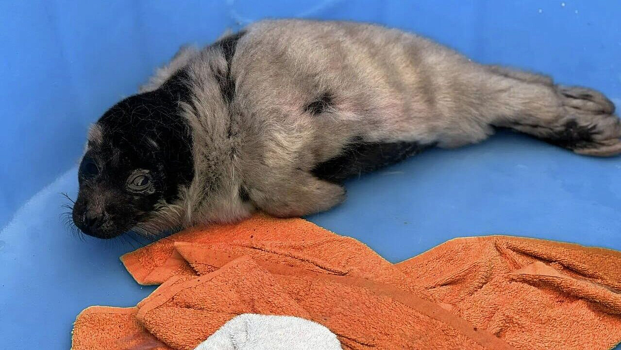 В Ленинградской области нашли еще одного детеныша нерпы